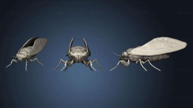 3D model Cicada 2 (STL)